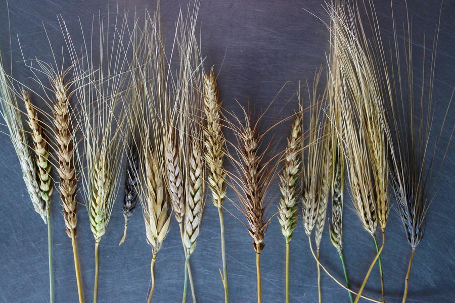 The 5 Key Benefits of Einkorn