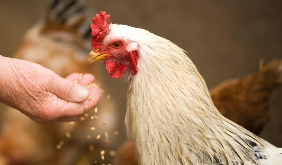 Animal Contraceptives Hormones & Antibiotics in Your Chicken Sandwich