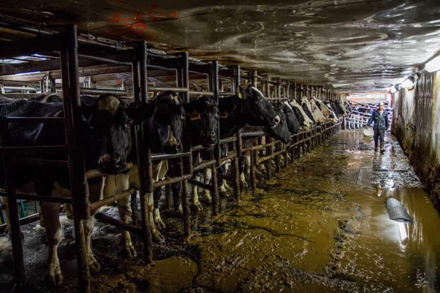 The Truth About Dairy: rBGH and antibiotics in cows milk might be destroying your health