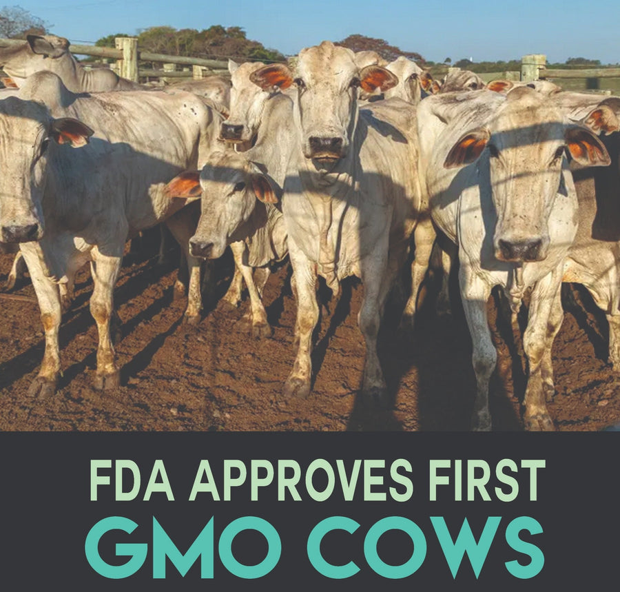GMO Cows Approved for Sale In the United States