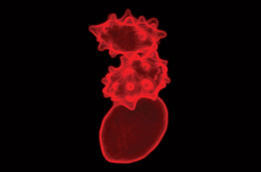 The key to Immune Health Lies in the Red Blood Cells