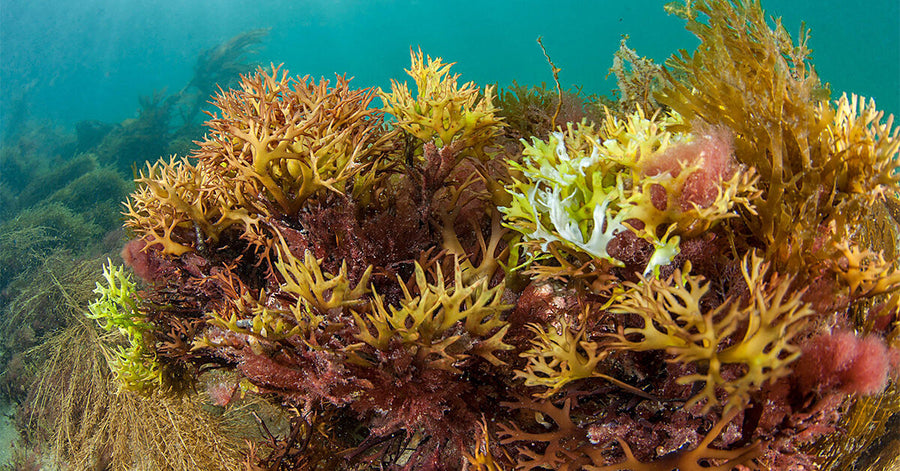 The Top 7 Health Benefits of Sea Moss : Dr Sebi's favorite Nutrient Powerhouse